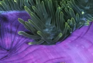 Images Dated 7th April 2003: Magnificent sea anemone