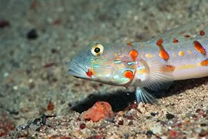 Images Dated 26th July 2005: Maiden goby