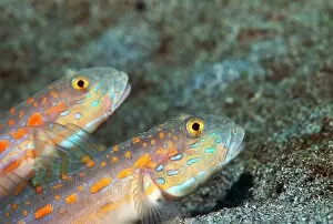 Images Dated 26th July 2005: Maiden goby pair