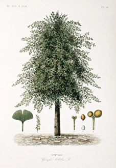 Maidenhair tree, 19th century C013/6802 Maidenhair tree, 19th century C013/6802