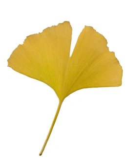 Maidenhair tree (Ginkgo biloba) leaf C014/0700 Maidenhair tree (Ginkgo biloba) leaf C014/0700