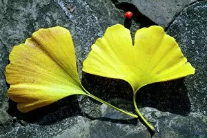 Vibrant Gallery: Maidenhair tree leaves (Ginkgo biloba)