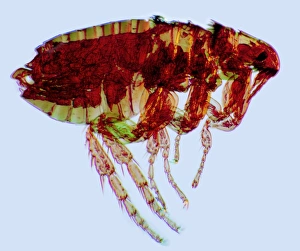 Male flea, light micrograph Male flea, light micrograph