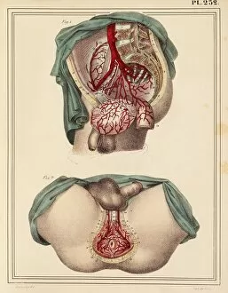 Male groin arteries, 1825 artwork