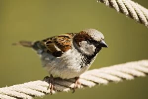 Male house sparrow Z892/0599