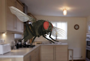 Male lesser housefly in flight, SEM Male lesser housefly in flight, SEM