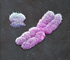 Images Dated 10th August 2001: Male sex chromosomes, SEM