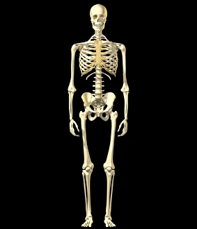 Male skeleton Male skeleton