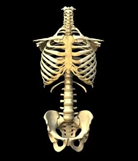 Spinal Gallery: Male torso skeleton
