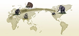 Mammoth evolutionary migration, artwork Mammoth evolutionary migration, artwork