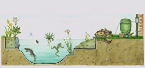 Man-made wildlife pond Man-made wildlife pond