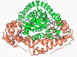 Biochemistry Gallery: Manganese superoxide dismutase enzyme F006 / 9423
