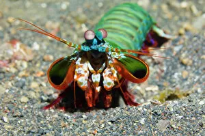 Under Water Gallery: Mantis shrimp