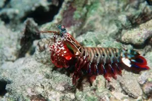 Images Dated 8th February 2006: Mantis shrimp