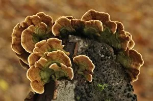 Saprophytic Gallery: Many-coloured polypore fungi