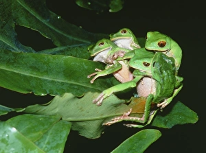 Mating green tree frogs Mating green tree frogs