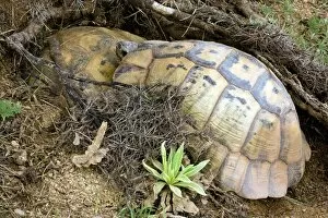Mating Marginated Tortoises