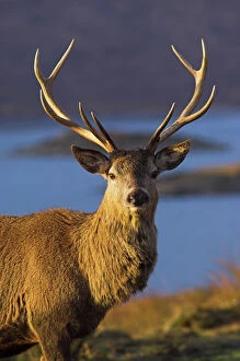 Mammal Collection: Mature red deer stag