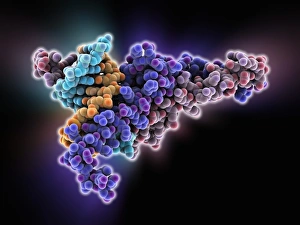 Max transcription factor-DNA complex Max transcription factor-DNA complex