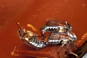 May bugs mating