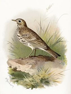 Meadow pipit, historical artwork