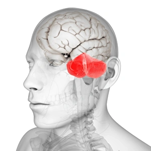 Medial globus pallidus, artwork Medial globus pallidus, artwork