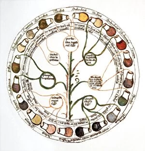 Latin Gallery: Medieval urine wheel