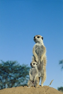 Meerkats Meerkats