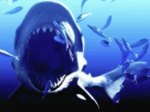 Shark Collection: Megalodon prehistoric shark