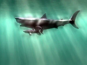 Computer Artwork Gallery: Megalodon shark and great white