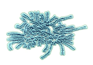 Meiosis, SEM Meiosis, SEM