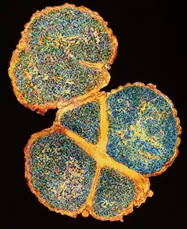 Images Dated 28th October 1994: Meningitis bacteria dividing