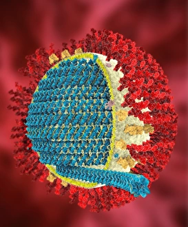 MERS coronavirus, artwork C016/3611 MERS coronavirus, artwork C016/3611