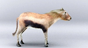 Merychippus Merychippus