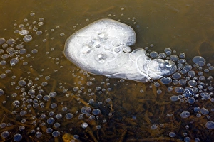 Environmental Science Images Prints: Methane bubbles