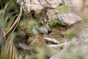 Images Dated 15th December 2009: Mexican Gray Wolf