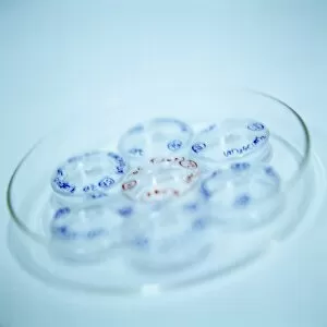 Images Dated 7th November 2003: Micro-petri dishes