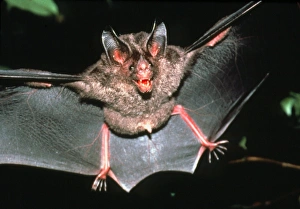 Micronycteris bat Micronycteris bat