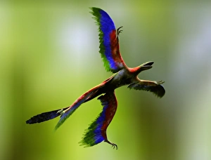 Progenitor Gallery: Microraptor dinosaur flying, artwork