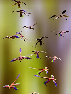 Progenitor Gallery: Microraptor dinosaurs flying, artwork