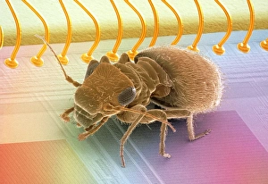 Millennium bug Millennium bug