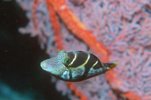 Mimic filefish Mimic filefish