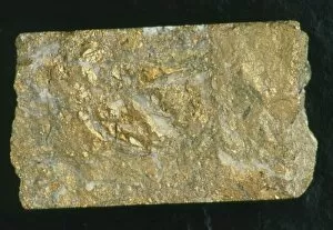 Images Dated 4th March 2003: Mining drill core sample with gold content