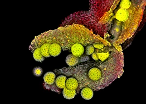 Confocal Gallery: Mirabilis anther, light micrograph