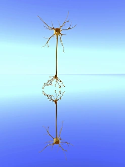 Cell Body Gallery: Mirror neuron, conceptual image