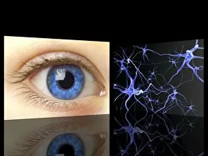 Cell Body Gallery: Mirror neurons, conceptual image