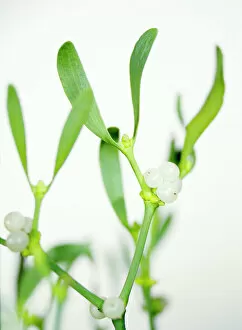 Images Dated 8th May 2003: Mistletoe sprigs