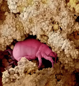 Mite eating cheese, SEM Mite eating cheese, SEM