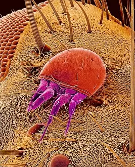 Images Dated 4th December 2002: Mite on a fly, SEM