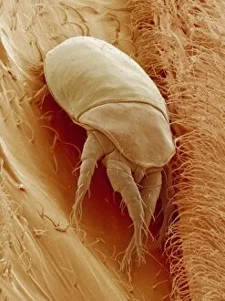 Images Dated 21st February 2005: Mite on a fly, SEM